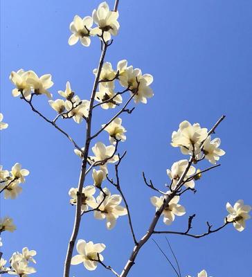 白玉兰花语——从纯真到高贵的代表（纯美雅致的白色花朵，传递着什么样的寓意？）
