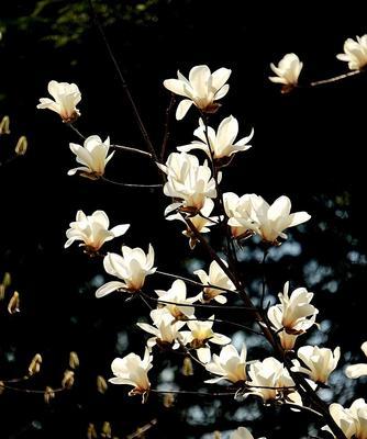 白玉兰花语——从纯真到高贵的代表（纯美雅致的白色花朵，传递着什么样的寓意？）