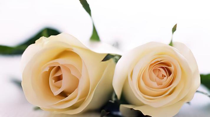 白玫瑰的花语与代表意义（了解白玫瑰的8个象征意义）