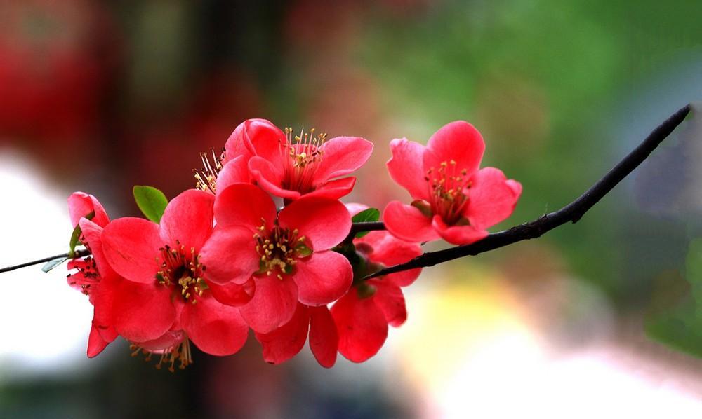 海棠花——代表爱情、美丽与纯洁的花朵（中国传统文化中的“国色天香”与“花好月圆”）