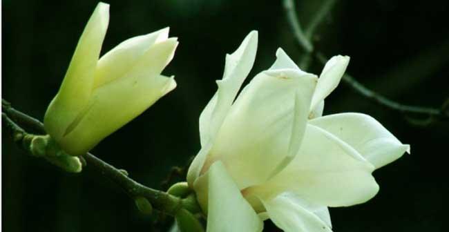 白兰花花语的意义和传说（探秘白兰花的象征意义和神话故事）