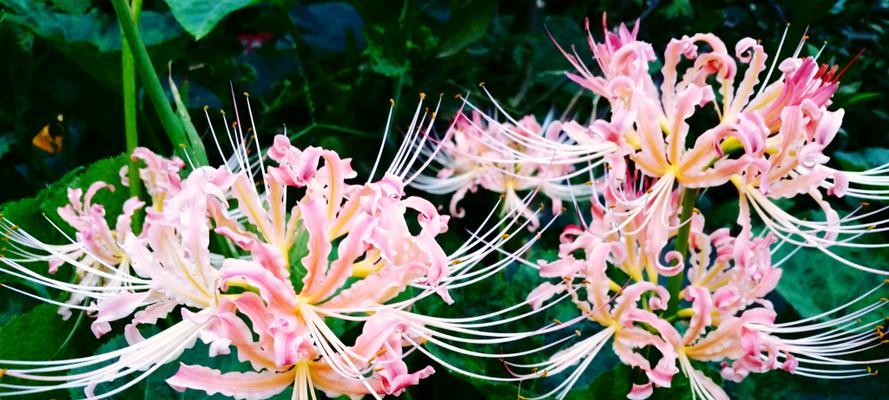 白色彼岸花的花语（神秘、清纯、重生——探秘白色彼岸花的花语）