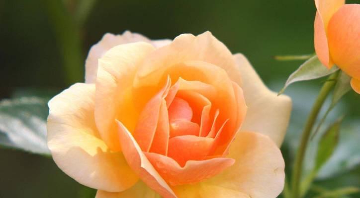 橙玫瑰花语的含义及传递方式（颜色解析与情感表达，掌握橙玫瑰的神秘密码）