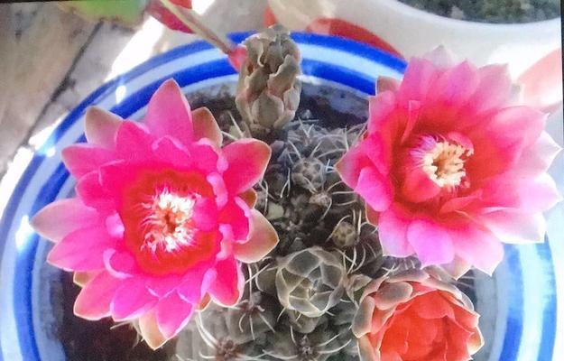 花语大全——坚强的象征（探索这些花的含义，了解坚强的花语）