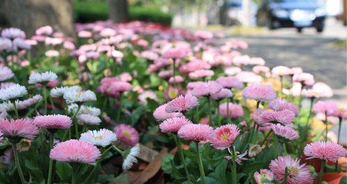 探究不同颜色雏菊的花语及其意义（用色彩诠释生命的美好——从雏菊的花语中寻找灵感）