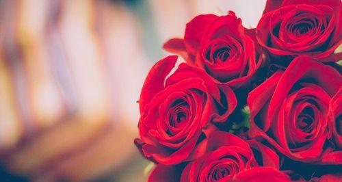 8朵红玫瑰花的意义和象征（传递爱情的花语与心意，红玫瑰开出的秘密）