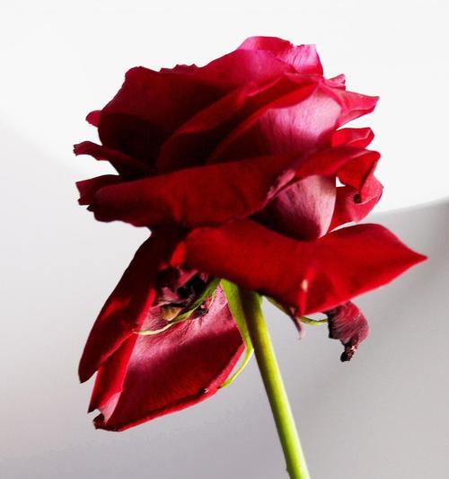 8朵红玫瑰花的意义和象征（传递爱情的花语与心意，红玫瑰开出的秘密）
