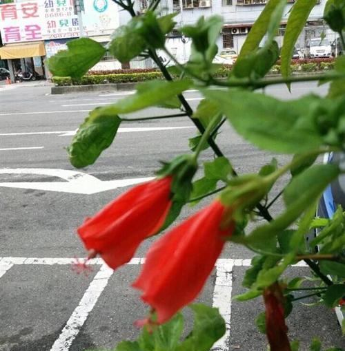 悬铃花的花语与意义（探寻悬铃花的神秘之美）