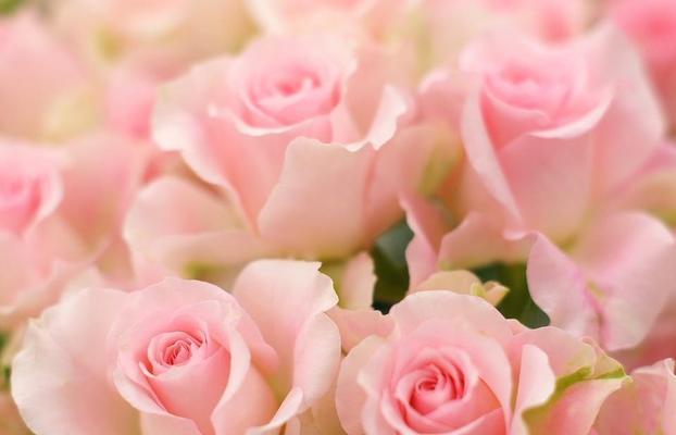 传递爱意的11朵玫瑰花语（深入解读每种颜色的涵义，让你更好地表达情感）