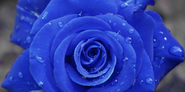 蓝玫瑰的含义（探究蓝玫瑰在不同文化中的象征意义）