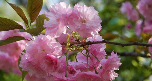 粉色樱花的花语与文化内涵（探寻粉色樱花背后的美丽与深意）