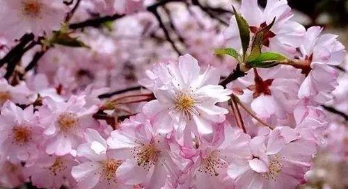 粉色樱花的花语与文化内涵（探寻粉色樱花背后的美丽与深意）