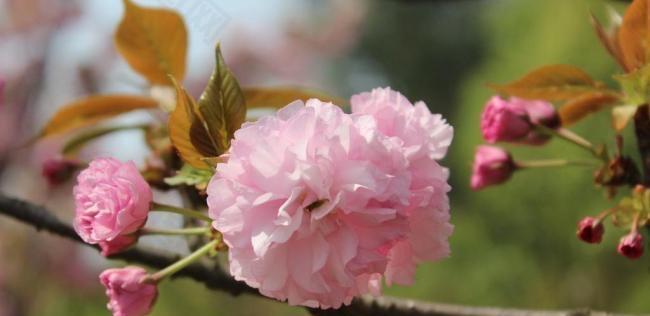 粉色樱花的花语与文化内涵（探寻粉色樱花背后的美丽与深意）