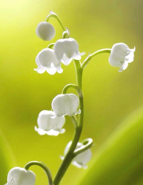 铃兰花的花语与美丽传说（铃兰花，清新优雅的花语之花）