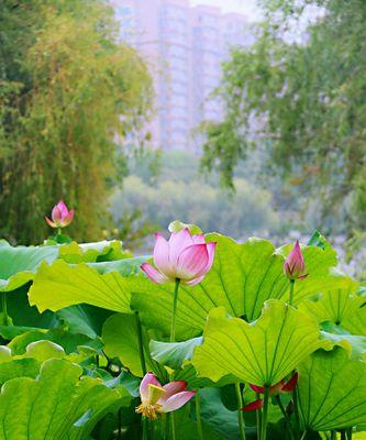 莲花花语的深刻寓意（解读莲花的花语，了解生命与精神的真谛）