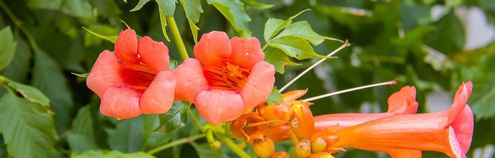 凌霄花，浓情盛开（花语传情，心意深沉）