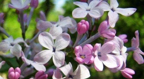 丁香——花语和寓意（探究丁香的文化内涵）