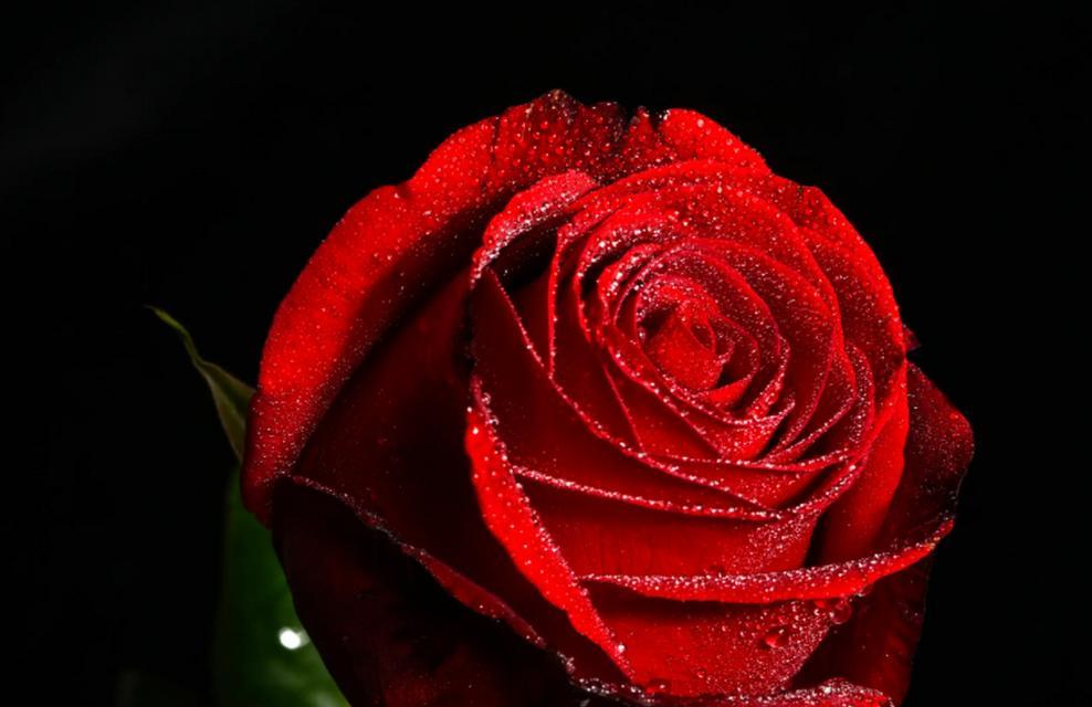 粉红色玫瑰的花语（探寻粉红色玫瑰传达的8种情感）
