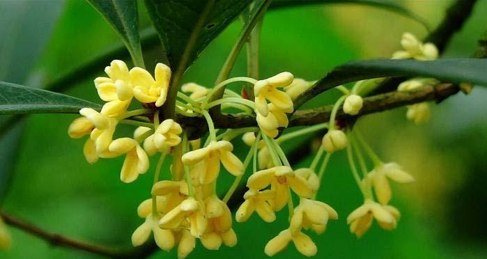 芳香满溢的桂花（桂花花语探秘，唤醒内心深处的情感）