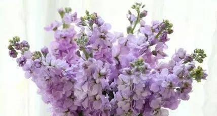 黑紫色马蹄莲的花语（探究黑紫色马蹄莲的象征意义与文化内涵）