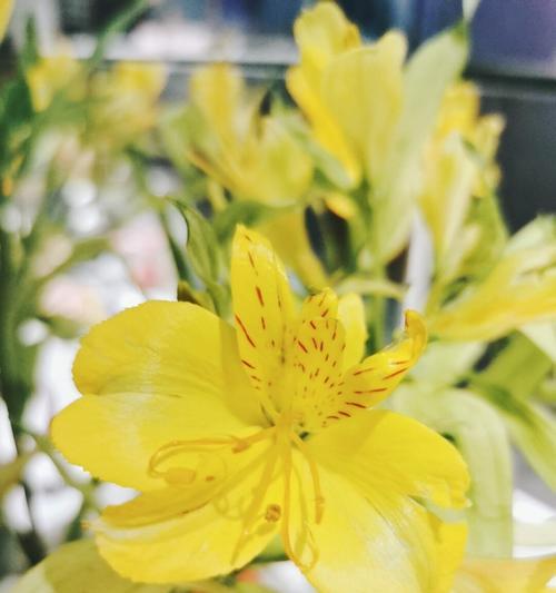 解读六出花的花语（探寻花卉世界的美好语言——六出花的秘密）