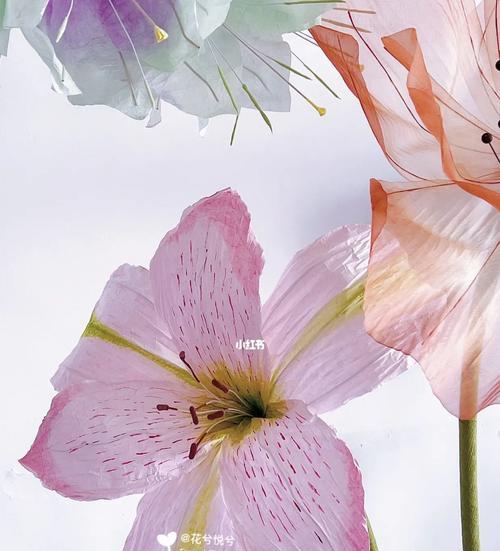 解读六出花的花语（探寻花卉世界的美好语言——六出花的秘密）