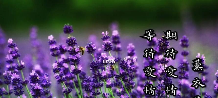 紫色薰衣草的花语与寓意（探秘紫色薰衣草的神秘世界，了解其深刻寓意）