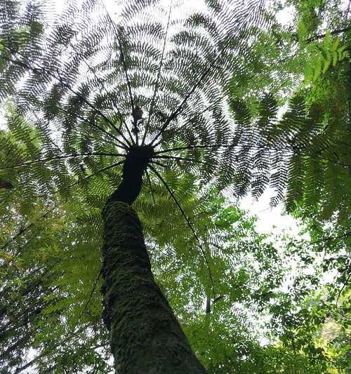 活化石植物——自然演化的见证（揭秘活化石植物之谜，了解其真正意义）