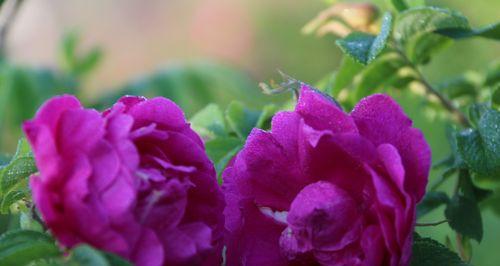 常见玫瑰花品种及其花语（了解不同品种玫瑰花的花语，传递不同的情感）