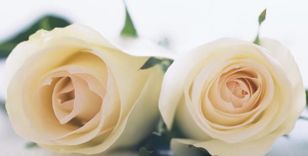 白玫瑰花语与涵义（纯洁、爱情、敬仰）