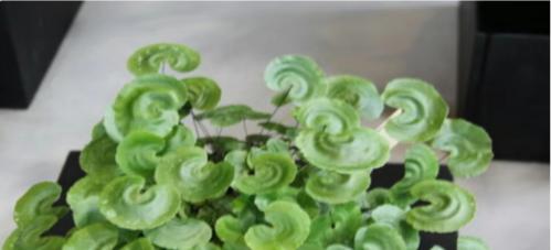 铁线蕨花语浅析（揭秘铁线蕨花语的丰富内涵及其象征意义）
