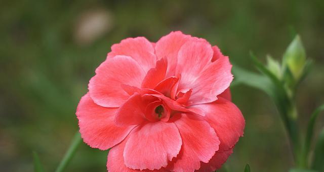 花语中的美——“梅花开放”（探寻世界上最美的花语及其深刻内涵）