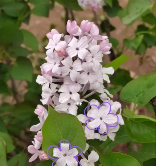 五瓣丁香花的寓意与象征（探究五瓣丁香花的文化内涵）