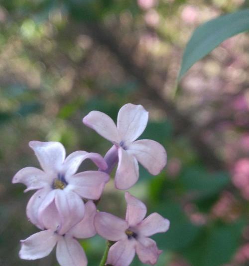 五瓣丁香花的寓意与象征（探究五瓣丁香花的文化内涵）