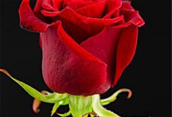 红色玫瑰的花语与寓意（表达爱情的经典之选，红色玫瑰深刻的内涵）