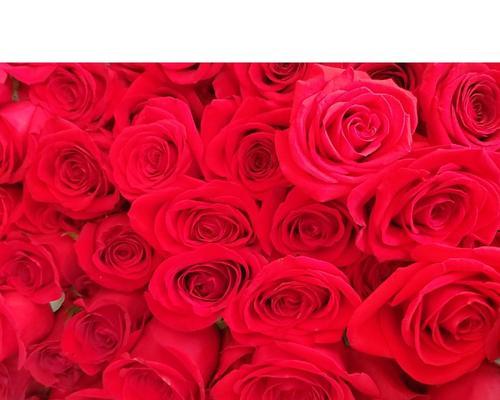 探寻13朵玫瑰花的神秘象征意义（从数字、颜色到花语，这些关于13朵玫瑰的知识你知道吗？）