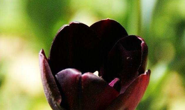 浪漫美丽的黑玫瑰花语（探究黑玫瑰的含义与象征）