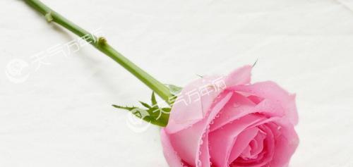 一朵粉玫瑰的寓意（花开如意，爱的告白）