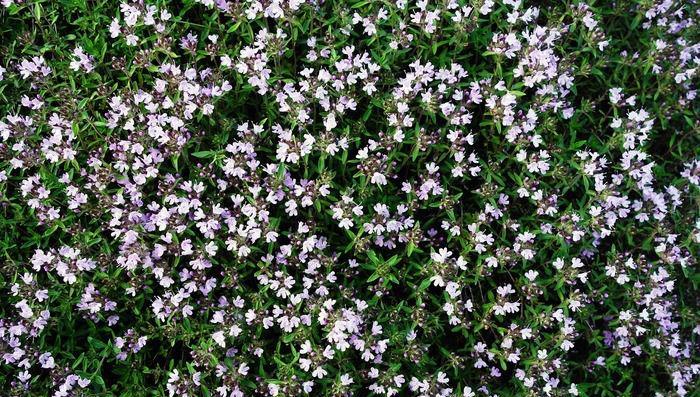 百里香——思念和坚持的象征（百里香花语的意义和文化背景）