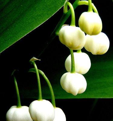 铃兰花语与寓意（探究花语的来源与文化内涵）