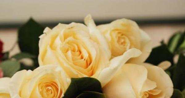 香槟玫瑰的含义与象征、表达恋爱情感的花卉选择（香槟玫瑰的含义与象征、表达恋爱情感的花卉选择）