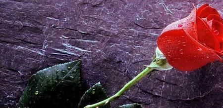 11朵红玫瑰的花语（表达爱情的最佳方式）