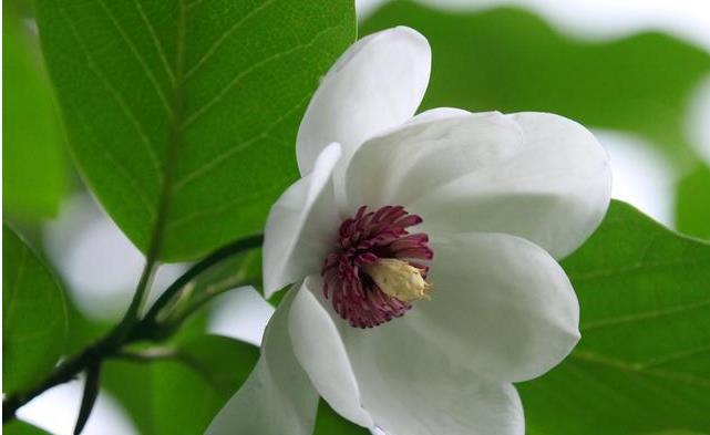 探秘木兰花的花语与药用价值（传承百年的文化符号和疗效医学之花）