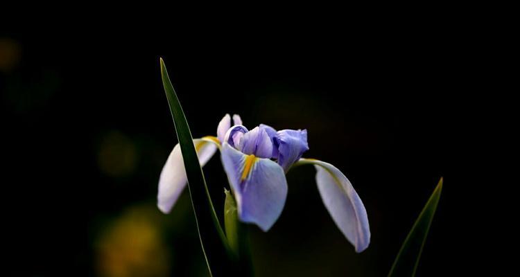 绝望悲伤的花语（探寻代表失望和悲痛的花卉）