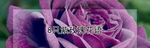 揭开紫玫瑰真正的花语（探寻紫玫瑰的深层内涵，你知道吗？）