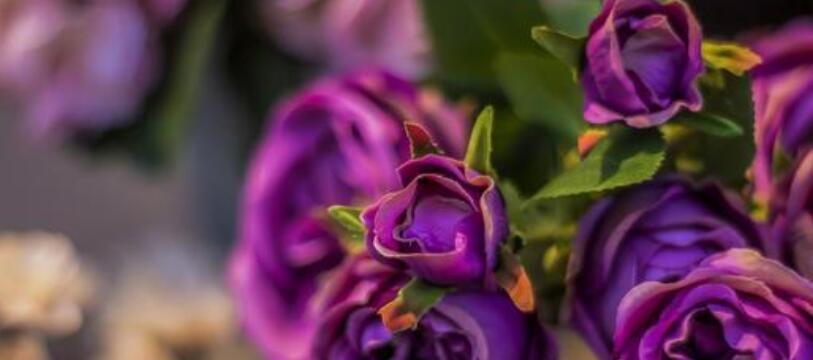 揭开紫玫瑰真正的花语（探寻紫玫瑰的深层内涵，你知道吗？）