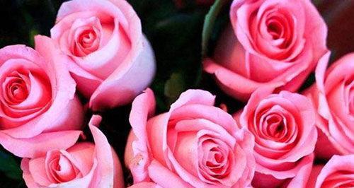 解析31朵玫瑰花的花语（每个数字都有它独特的含义，31朵玫瑰是什么意思？）