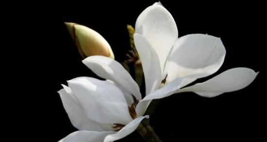 玉兰花之花语，美丽与高贵的象征（解读玉兰花的8个花语，领悟生命之美）