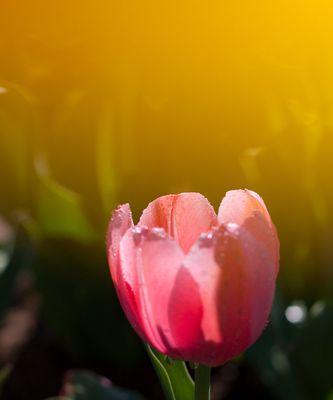 郁金花的花语与寓意（探秘郁金花的丰富内涵）