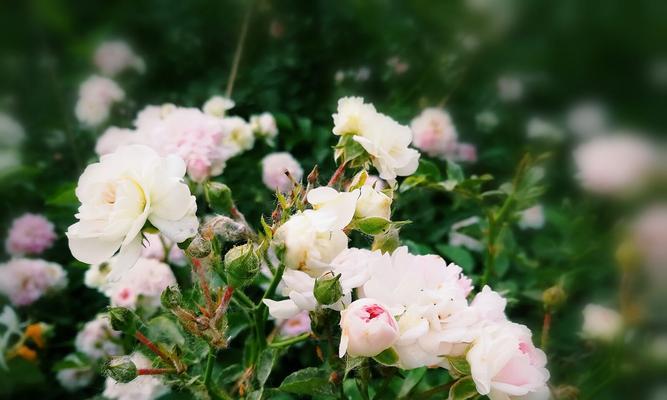 揭秘蔷薇花语，传递真爱与美好（绽放爱的芬芳，用蔷薇传递你的情感）